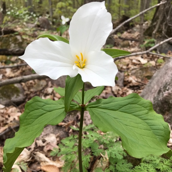 Meet your Posher, Michele - Picture 1 of 1